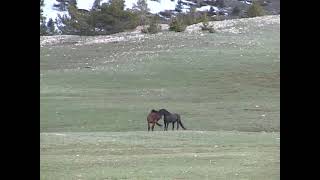 Wild Mustang Stallions Fighting [upl. by Lait]