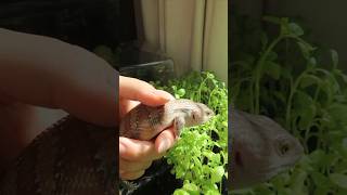 Showing Smaug the baby northern blue tongue skink my organic basil plants  8 weeks [upl. by Enamrahc]