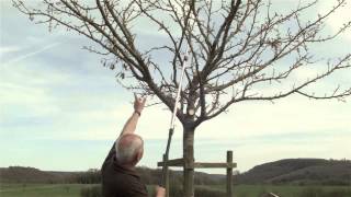 Obstbaum richtig schneiden  Obstbaumschnitt Pflegeschnitt 10 bis 15jähriger Baum [upl. by Retse]