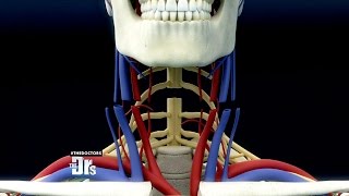 Is Head Transplant Surgery Possible [upl. by Casabonne]