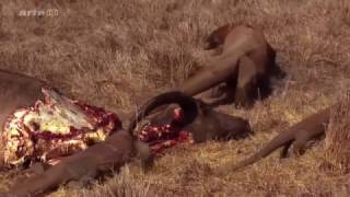 Wild Of Indonesia  Komodo Dragons eating Buffalo [upl. by Aitat84]