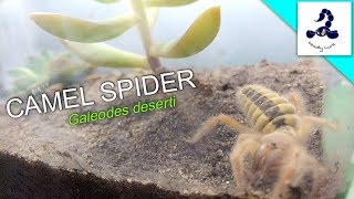 【奇虫】ヒヨケムシを観察しよう！ Fluffy camel spider [upl. by Hirschfeld740]