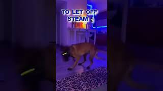 Dog letting off steam 🌡️💨😉🐕‍🦺 Belgian Shepherd Dog [upl. by Dash]