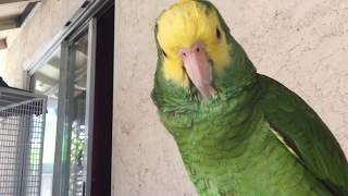 Amazon parrot talking like no other parrot [upl. by Halliday]