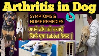 arthritis in dog treatment  symptoms amp factors  home remedies  prevention  by THE PET VISION [upl. by Samalla308]