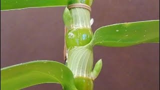 Secretos de Como Cuidar una Orquídea Dendrobium nobile  Parte 12 [upl. by Adrian]