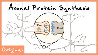 Axonal Protein Synthesis for Neurotransmission  New Discoveries [upl. by Nyrad239]