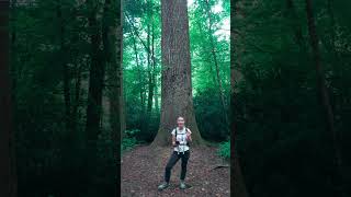 Gigantic Old Growth Trees In The Smoky Mountains 🌲 smokymountains smokymountainvibes [upl. by Hutt]