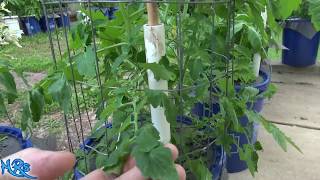 Tomato wilt  TWV Fusarium Verticillium  This is a very bad disease [upl. by Steffane]