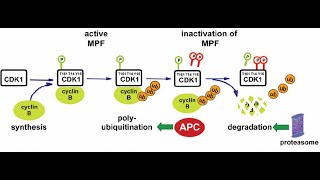 Cell Cycle Regulation The Power of Maturation promoting factor MPF [upl. by Eetsud]