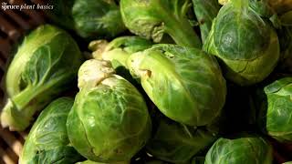 How to Grow and Care for Brussels Sprouts [upl. by Anaud]