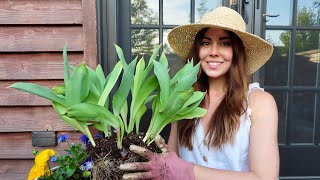 Transplanting Tulips Bulbs After Blooming  Container Gardening [upl. by Markson]