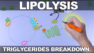 Lipolysis Pathway  Triglycerides Breakdown [upl. by Eked580]