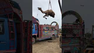 Camel loading in truck yt camel lighttruck shortvideo camelloading animals [upl. by Tavia]