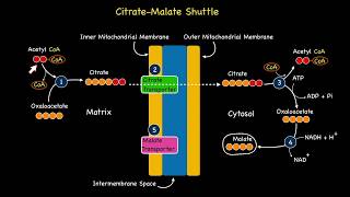 Citrate Malate Shuttle System [upl. by Skipper]