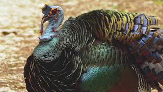 12 11 Ocellated Turkey [upl. by Erina]