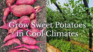 How to Grow Sweet Potatoes VERTICALLY cool climate gardening technique [upl. by Eerahc]