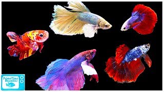 Betta Fish Care Guide Everything You Need to Know [upl. by Pry]