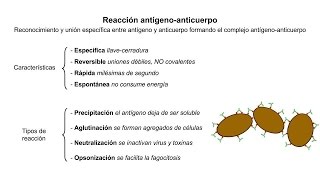 Inmunología 05 Reacción antígenoanticuerpo [upl. by Clougher]