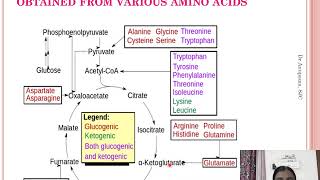 Glucogenic and ketogenic amino acids [upl. by Omidyar]