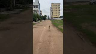 Street dog straydogsfeeder dontshopadopt dogfeeder straydog protectstraydogs helpstraydogs [upl. by Saisoj224]