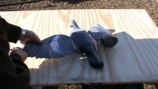 INSTRUCTIONAL  PRO FLAP pigeon decoys from A1 Decoy [upl. by Cathryn]