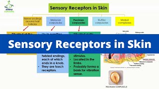 Sensory Receptors in Skin  What are they [upl. by Olodort501]