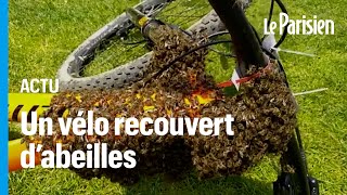 Un énorme essaim dabeille sest installé sur un vélo [upl. by Lleval]