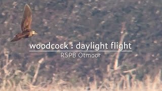 Eurasian woodcock  daylight flight  RSPB Otmoor [upl. by Pisarik794]