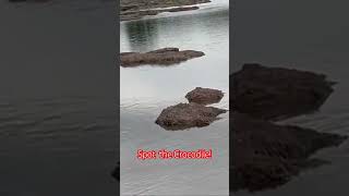 River Crocodiles at the Cauvery Mysore lakeview junglevalleyresorts trending CoComelon [upl. by Kentiga]