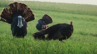 Spring Turkey Hunt  Johns Double Bearded Gobbler 2012 [upl. by Airal]