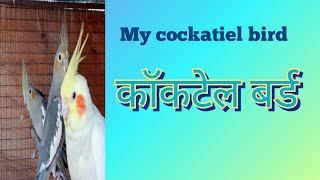 my cockatiel bird। cockatel Bird।कॉकटेल बर्ड [upl. by Dnomse]