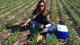 Sampling to Test for GlyphosateResistant Kochia [upl. by Tana]