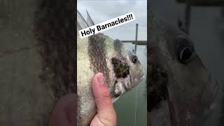 வித்தியாசமான உயிரினம்  Amazing Barnacles Facts  Tamil Info Share shorts [upl. by Naaitsirhc]