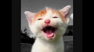 lachende katzen  laughing cats [upl. by Aoket]