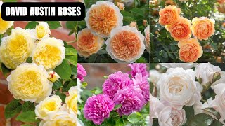 Discovering the Beauty of David Austin Roses [upl. by Sugar]