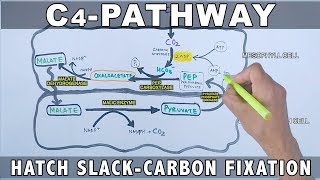 C4 Pathway Carbon Fixation [upl. by Adnilreh153]