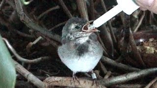 Eine Bachstelze wächst heran  A white wagtail is growing up [upl. by Armbruster]