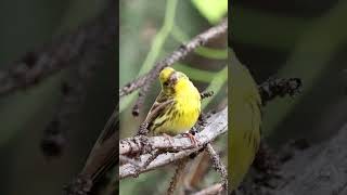 European serin  Serinus serinus song birdwatching wildlifephotography wildlife shorts [upl. by Elik766]