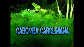 Cabomba Caroliniana [upl. by Nataniel]