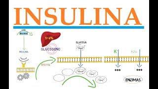 INSULINA [upl. by Lodie]