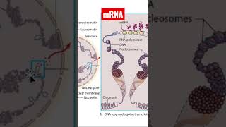 Understanding mRNA What Is mRNA and How Does It Work [upl. by Himelman]