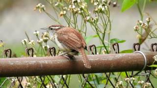 Bewicks Wren Call [upl. by Alyson]