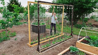 This Method of Trellising Tomatoes is a Game Changer [upl. by Ehcrop]