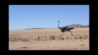 An ostrich running [upl. by Nivri]