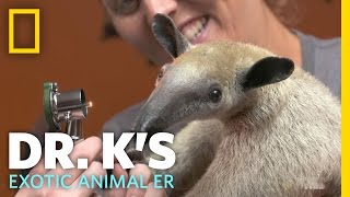 Meet Antoinette the Anteater  Dr Ks Exotic Animal ER [upl. by Deste]