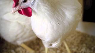 A History of the White Leghorn [upl. by Harned]