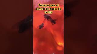 Trampas para el control de mosca de la flor en maracuya agro nature campo maracuya mosca [upl. by Sheehan712]