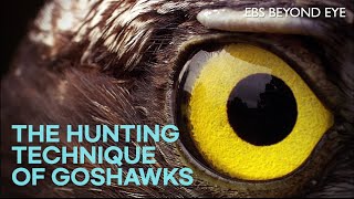 The Hunting Technique of Goshawks [upl. by Krissy609]