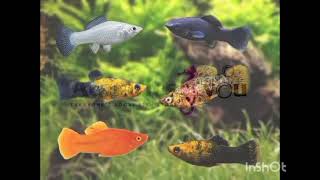 HAFIZ BETTA HOUSE NEW FISH STOCK GOLD FISH Meet family Fish Tropical Fish [upl. by Dionisio926]